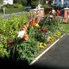 Photo 4: Garden