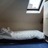 Photo 3: single bed