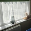 Photo 6: Rental room window, brigh and airy