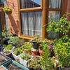 Photo 3: Front garden 