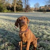 Photo 6: Our dog in the local park