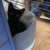 Photo 5: Beautiful cat called Pan 