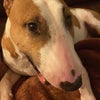 Photo 5: Our dogs 