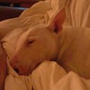 Photo 4: Our dogs 