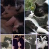 Photo 8: My Purrfect Lil Munchkins 