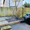 Photo 8: SHARED GARDEN