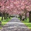 Photo 8:  Battersea Park
