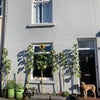 Photo 9: Sunflowers at front of house 