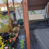 Photo 7: Garden Patio