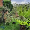 Photo 2: Side garden