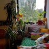 Photo 6: birdwatching from the sofa