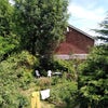 Photo 2: Summer garden!  Though Simon is working on it a lot 