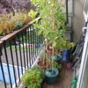 Photo 7: Balcony