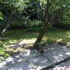Photo 17: Rear Garden -maintained by Gardener
