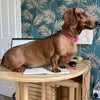 Photo 8: Small pet lives here too! Helping out wfh!