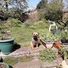 Photo 5: Tilly in the back garden