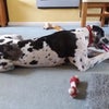 Photo 9: Dog