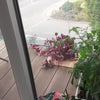 Photo 6: Balcony