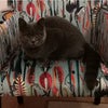 Photo 5: Fog my cat