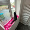 Photo 5: Our cats favourite spot