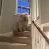 Photo 7: Archie the Chow lives here with me too. He mostly just sits in the the garden arguing with squirrels