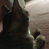 Photo 3: Ponderous Lola