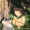 Photo 9: Sun worshippers