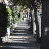 Photo 8: Old Tree Lined Streets