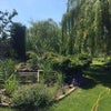 Photo 5: south facing huge private rear garden