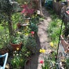 Photo 7: View from back door leading to garden