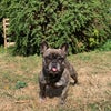 Photo 6: The dog