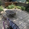 Photo 4: Garden