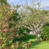 Photo 3: Large Garden