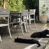 Photo 9: Courtyard seating w small dog & cat!