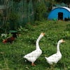 Photo 9: poultry in field opposite