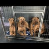 Photo 9: We have 3 furry friends in a crate downstairs 