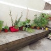 Photo 8: Garden area