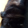 Photo 9: 'Zilla' the Cat