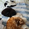 Photo 7: Akira, Wei Ying and Macavity