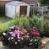 Photo 2: Back garden & shed