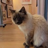 Photo 5: Bonzo the cat 