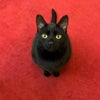 Photo 8: Artemis the cat!