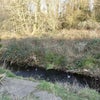 Photo 9: The river Rea at the bottom of the garden