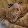 Photo 3: Our house cat