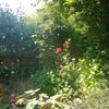 Photo 6: Sunny garden