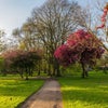 Photo 7: Whitworth Park (across the road)