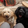 Photo 8: My two dogs