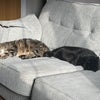 Photo 6: Cats in question