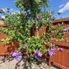 Photo 9: Blue hibiscus in summer