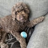 Photo 4: Our little cockapoo
